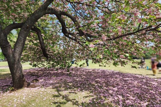 新宿御苑の桜(花見)スポット｜中の池周辺