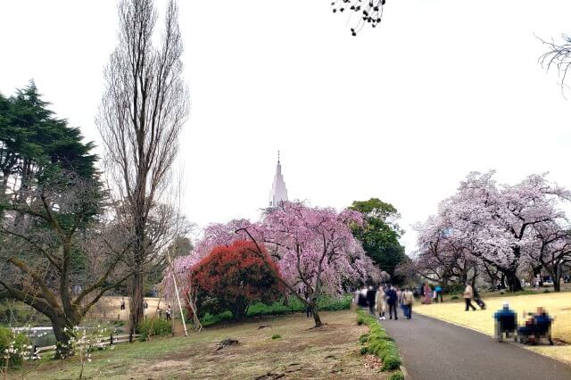 新宿御苑の桜(花見)スポット｜下の池周辺