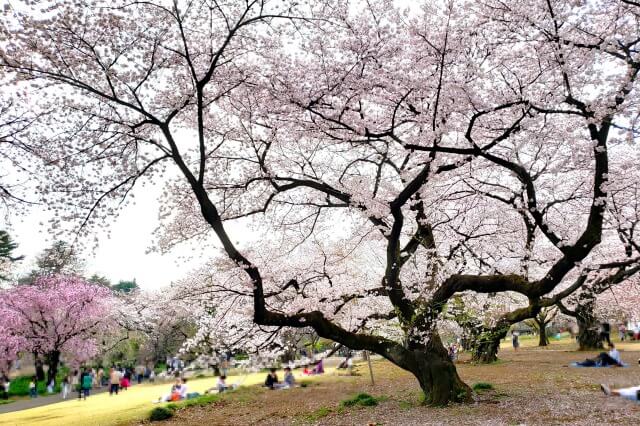 新宿御苑の桜(花見)スポット｜下の池周辺