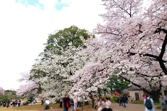 新宿御苑の桜(花見)スポット｜こども広場