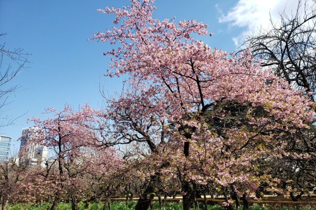 新宿御苑の桜(花見)スポット｜レストランゆりのき周辺
