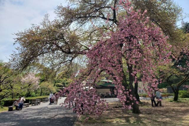 新宿御苑の桜(花見)スポット｜レストランゆりのき周辺