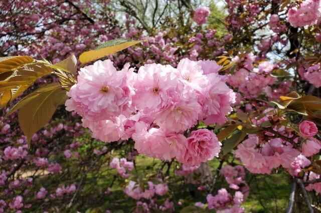新宿御苑の桜(花見)スポット｜新宿門周辺