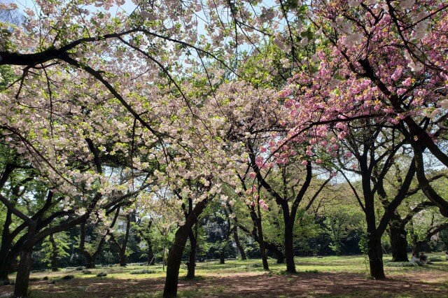 新宿御苑の桜(花見)スポット｜デートにおすすめの場所は？
