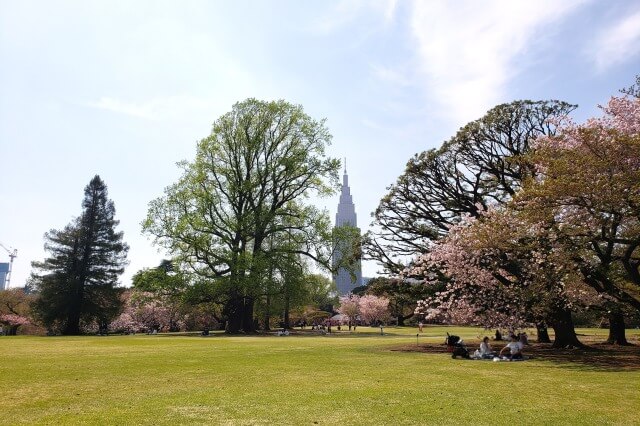 新宿御苑の桜(花見)スポット｜ピクニックにおすすめの場所は？