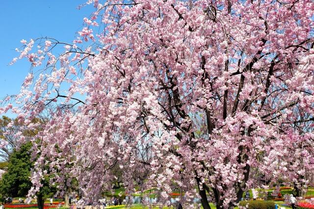 昭和記念公園の桜の種類(品種)や本数