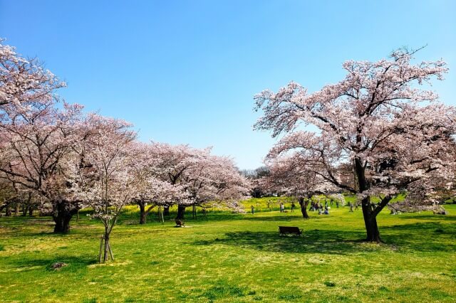 昭和記念公園の桜の見頃の時期