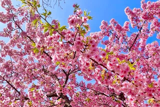 昭和記念公園で2月～3月上旬に見頃を迎える河津桜(カワヅザクラ)