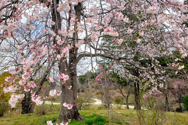 昭和記念公園糸桜(イトザクラ)