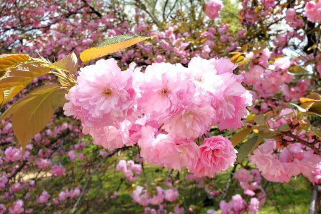 昭和記念公園で4月中旬～4月下旬に見頃を迎える里桜(サトザクラ)