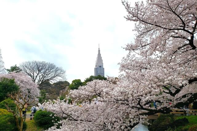 新宿御苑の桜の見頃の時期