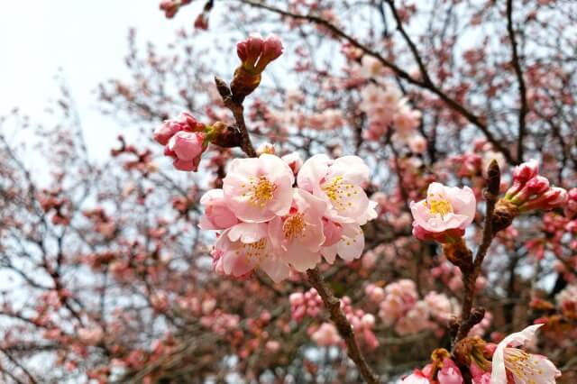 寒桜(カンザクラ)｜日本庭園やレストハウス周辺など