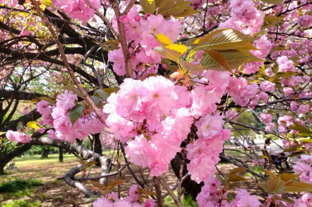 関山(カンザン)｜風景式庭園、桜園地など