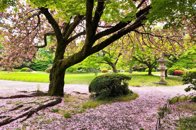 新宿御苑の4月下旬の桜の様子