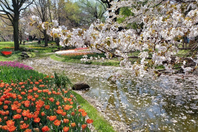 昭和記念公園の桜(花見)｜菜の花やチューリップも一緒に楽しめます
