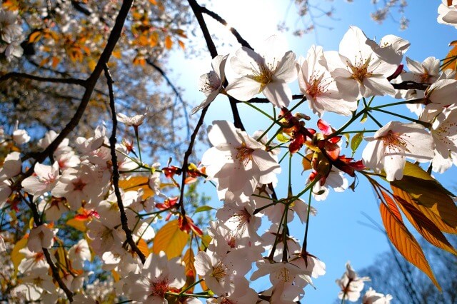 昭和記念公園の桜(花見)
