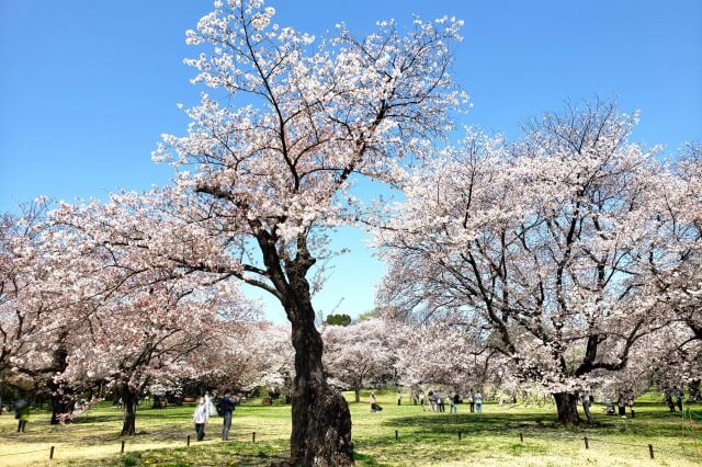 昭和記念公園の桜(花見)の場所｜桜はどこにあるの？
