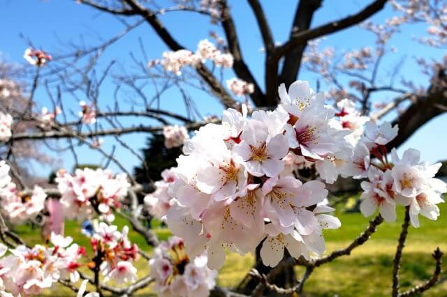 昭和記念公園の桜(花見)の見頃と開花状況