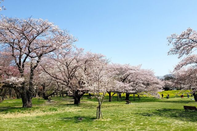 昭和記念公園の桜(花見)の見どころ｜桜の本数が多い