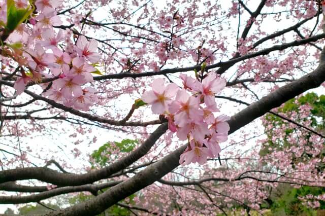 昭和記念公園の桜(花見)の見どころ｜桜の種類が多い