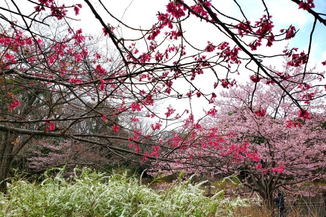 昭和記念公園の桜(花見)の見どころ｜桜を鑑賞できる期間が長い