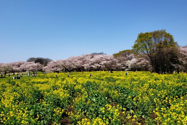 昭和記念公園の桜(花見)の見どころ｜桜以外も見どころ満載