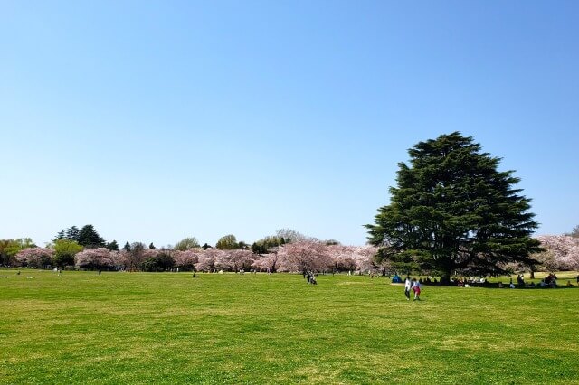 昭和記念公園の桜(花見)スポット｜桜の園