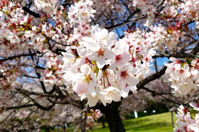 昭和記念公園の桜(花見)スポット｜桜の園