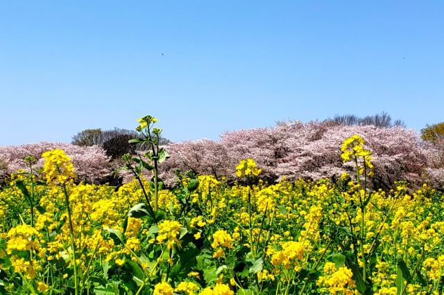昭和記念公園の桜(花見)スポット｜みんなの原っぱ東花畑