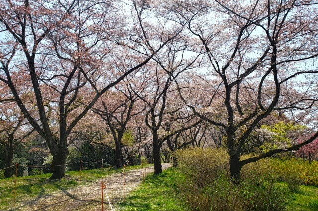 昭和記念公園の桜(花見)スポット｜旧桜の園