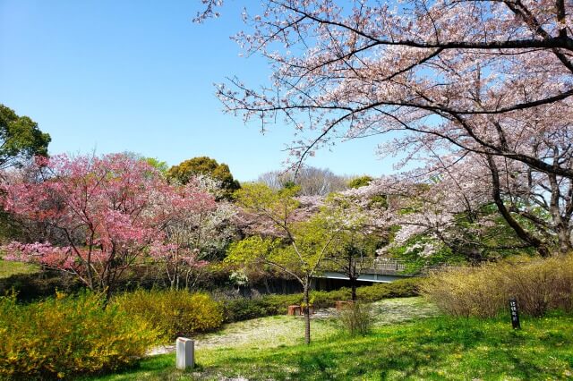 昭和記念公園の桜(花見)スポット｜旧桜の園