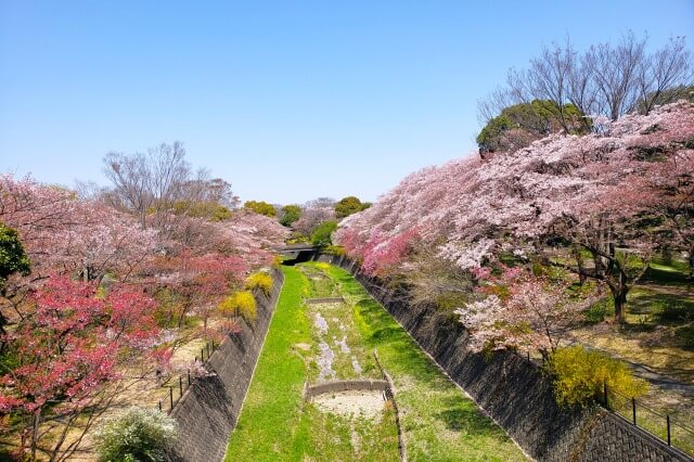 昭和記念公園の桜(花見)スポット｜ふれあい橋