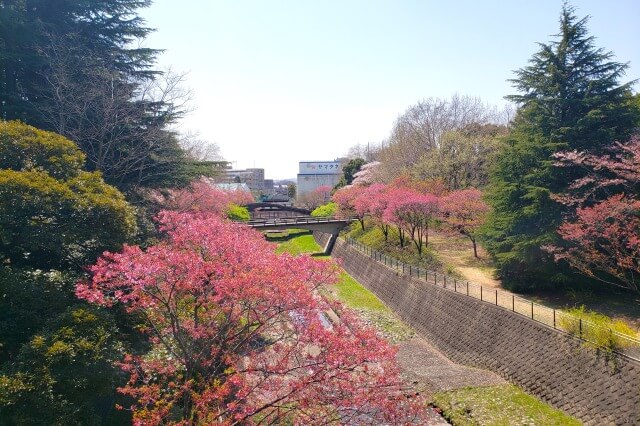 昭和記念公園の桜(花見)スポット｜ふれあい橋