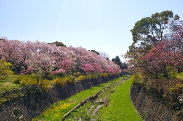昭和記念公園の桜(花見)スポット｜さくら橋