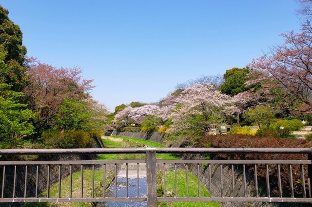 昭和記念公園の桜(花見)スポット｜さくら橋