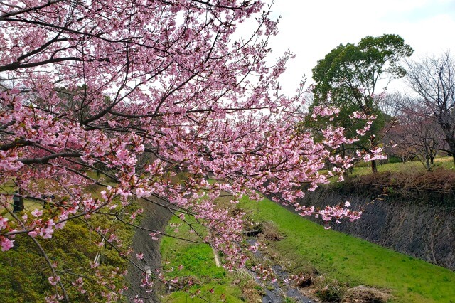 昭和記念公園の桜(花見)スポット｜残堀川沿い