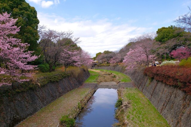 昭和記念公園の桜(花見)スポット｜残堀川沿い
