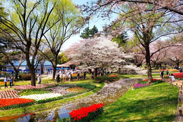 昭和記念公園の桜(花見)スポット｜渓流広場