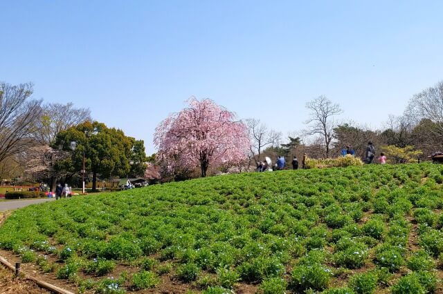 昭和記念公園の桜(花見)スポット｜ハーブの丘