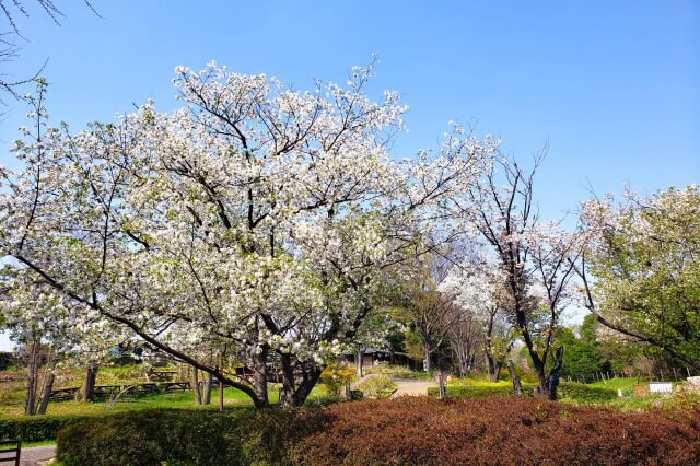 昭和記念公園の桜(花見)スポット｜こもれびの里