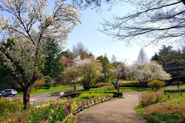 昭和記念公園の桜(花見)スポット｜こもれびの里