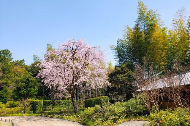 昭和記念公園の桜(花見)スポット｜日本庭園