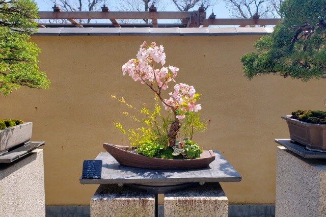 昭和記念公園の桜(花見)スポット｜盆栽苑