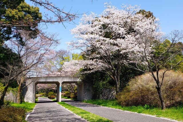 昭和記念公園の桜(花見)スポット｜サイクリングロード