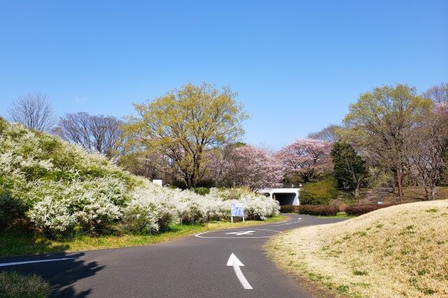昭和記念公園の桜(花見)スポット｜サイクリングロード