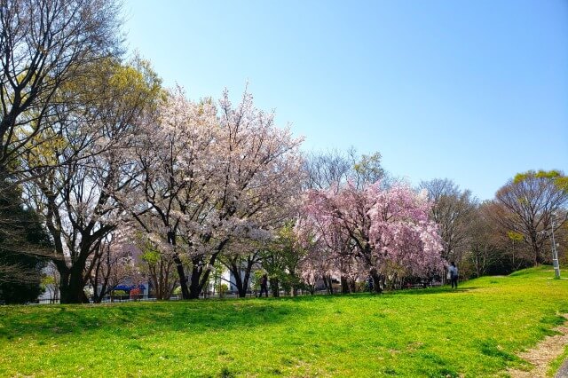 昭和記念公園の桜(花見)スポット｜みどりの文化ゾーン
