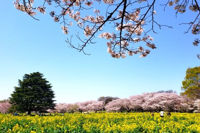 昭和記念公園の桜(花見)おすすめスポットは？