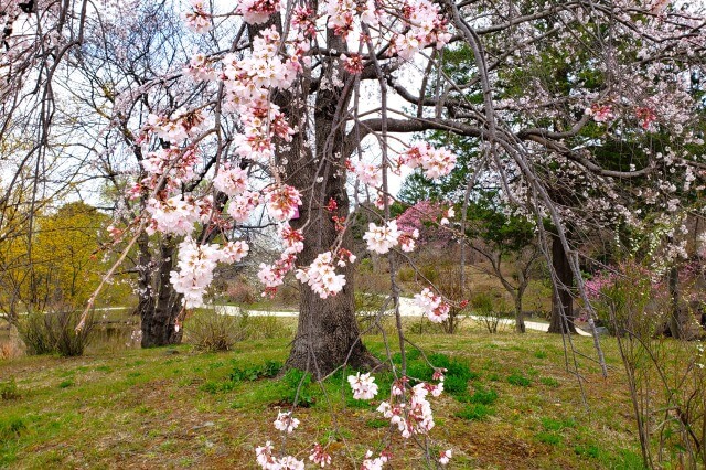 昭和記念公園の桜(花見)スポット｜こもれびの池