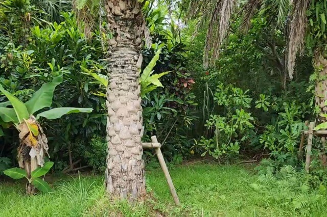 まいぱり宮古島熱帯果樹園のトロピカルガイドツアー