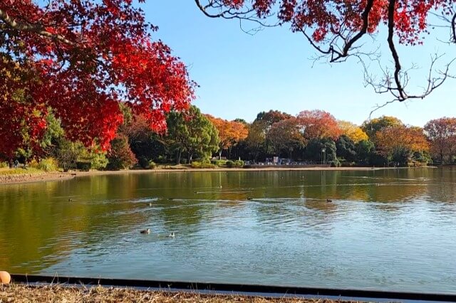 昭和記念公園｜眺めのテラスから見る紅葉